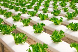 Grow Food In Safe And Trendy Small Spaces At Home