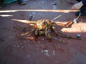 Alaska King Crab Total Information in 2020
