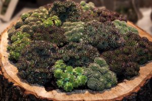 Can I Make My Own Dwarf Trees