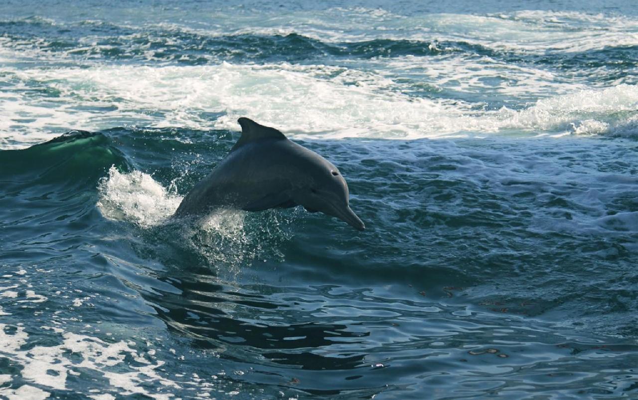 Whale & Dolphin Conservation: How You Can Help