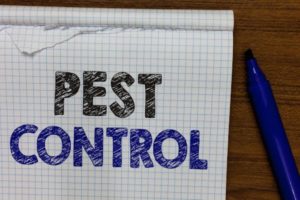 4 Questions to Ask Your Local Pest Control Company Before Hiring Them