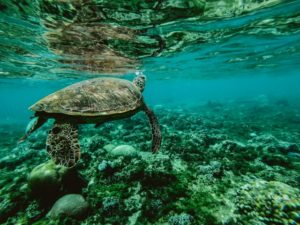 How To Help Save Our Oceans in 2022
